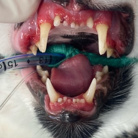 Radiographie de thorax en décubitus latéral droit